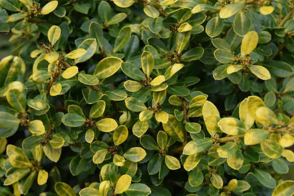 Ilex crenata 'Golden Gem' 20-30 cm